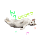 ucino neko 2hiki  2（個別スタンプ：3）