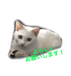 ucino neko 2hiki  2（個別スタンプ：4）