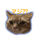 ucino neko 2hiki  2（個別スタンプ：5）
