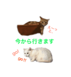 ucino neko 2hiki  2（個別スタンプ：8）