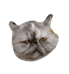 popycat（個別スタンプ：2）