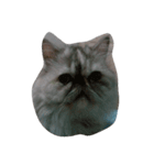 popycat（個別スタンプ：4）