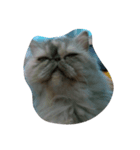 popycat（個別スタンプ：5）