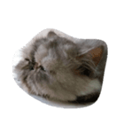popycat（個別スタンプ：6）