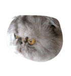 popycat（個別スタンプ：7）
