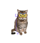 しらすともっぴとうに（個別スタンプ：1）