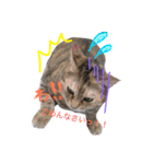 しらすともっぴとうに（個別スタンプ：3）