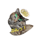 しらすともっぴとうに（個別スタンプ：5）
