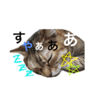 しらすともっぴとうに（個別スタンプ：7）