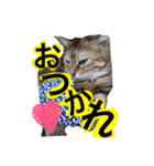 しらすともっぴとうに（個別スタンプ：11）