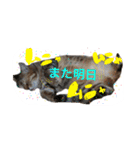 しらすともっぴとうに（個別スタンプ：16）
