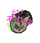 しらすともっぴとうに（個別スタンプ：17）