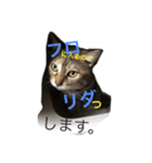 しらすともっぴとうに（個別スタンプ：18）