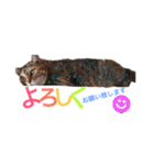 しらすともっぴとうに（個別スタンプ：20）
