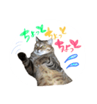 しらすともっぴとうに（個別スタンプ：21）