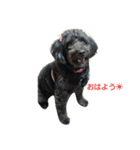 我が家の愛犬☆（個別スタンプ：1）