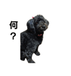 我が家の愛犬☆（個別スタンプ：2）