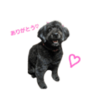 我が家の愛犬☆（個別スタンプ：3）