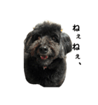 我が家の愛犬☆（個別スタンプ：4）