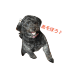 我が家の愛犬☆（個別スタンプ：5）