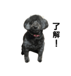 我が家の愛犬☆（個別スタンプ：6）