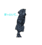 我が家の愛犬☆（個別スタンプ：7）