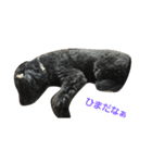 我が家の愛犬☆（個別スタンプ：9）