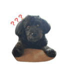 我が家の愛犬☆（個別スタンプ：11）
