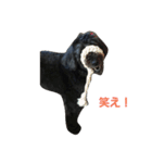 我が家の愛犬☆（個別スタンプ：12）
