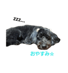 我が家の愛犬☆（個別スタンプ：13）