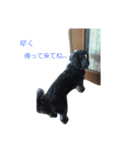 我が家の愛犬☆（個別スタンプ：14）