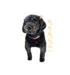 我が家の愛犬☆（個別スタンプ：16）
