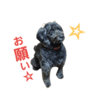 我が家の愛犬☆（個別スタンプ：18）