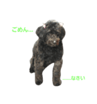我が家の愛犬☆（個別スタンプ：19）