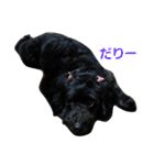 我が家の愛犬☆（個別スタンプ：20）