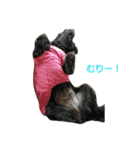 我が家の愛犬☆（個別スタンプ：24）