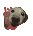 dachshund   cream（個別スタンプ：1）