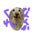 dachshund   cream（個別スタンプ：2）
