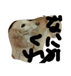 dachshund   cream（個別スタンプ：3）
