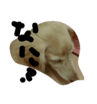 dachshund   cream（個別スタンプ：4）