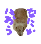 dachshund   cream（個別スタンプ：6）