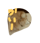dachshund   cream（個別スタンプ：7）
