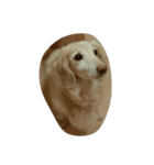 dachshund   cream（個別スタンプ：8）