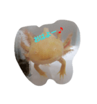 うぱこ（個別スタンプ：1）
