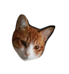 にゃん cats（個別スタンプ：1）