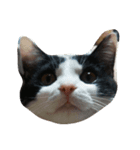 にゃん cats（個別スタンプ：4）
