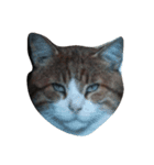 にゃん cats（個別スタンプ：7）