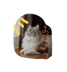 RiRii（個別スタンプ：3）