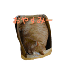 デブハチ（個別スタンプ：1）