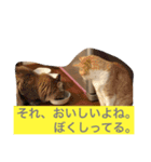 嵐をよぶネコたち。（個別スタンプ：2）